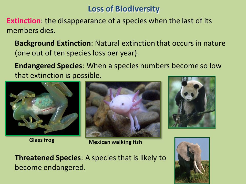 Biodiversity loss raises risk of 'extinction cascades'